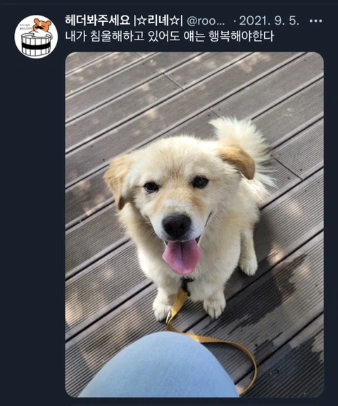 우울증이 있는 사람들이 반려동물을 키워야 하는 이유_25.webp