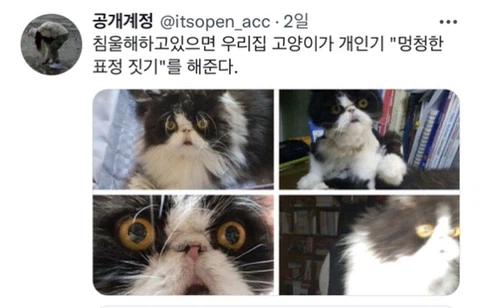 우울증이 있는 사람들이 반려동물을 키워야 하는 이유_28.webp