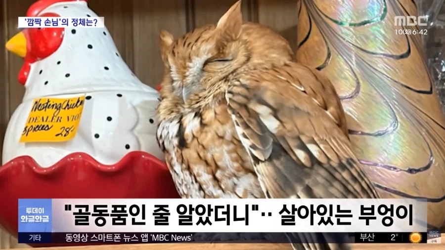 이 부엉이 인형 진짜 같다._3.webp