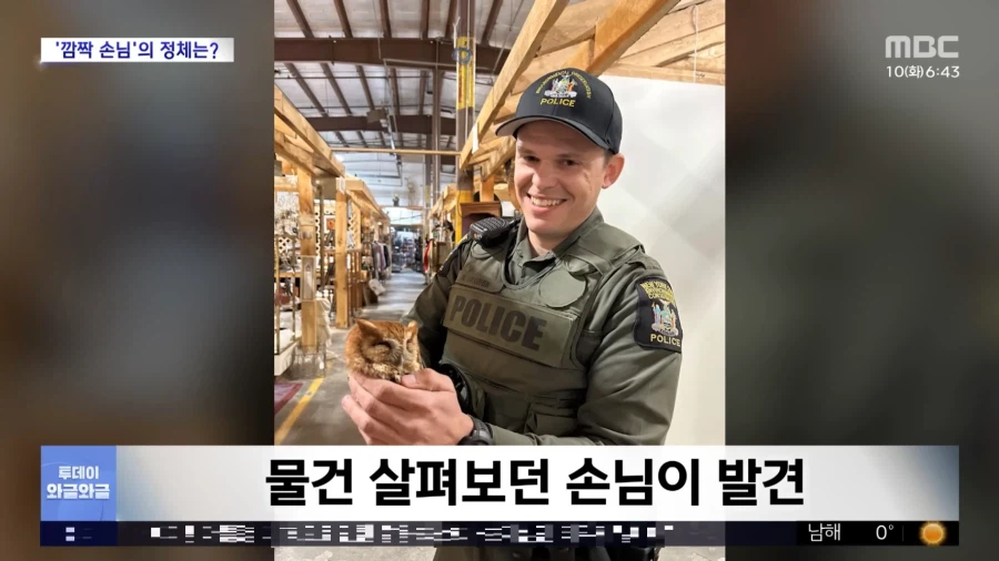 이 부엉이 인형 진짜 같다._4.webp