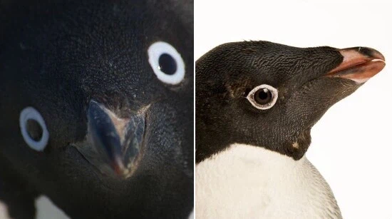 트릭컬) 앵죤투 그의 상대는-_1.webp