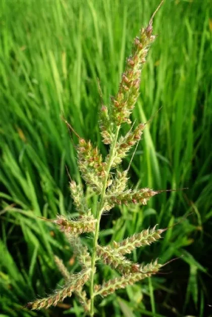 잡초지만 농진청에서 관심 가지는거_1.webp