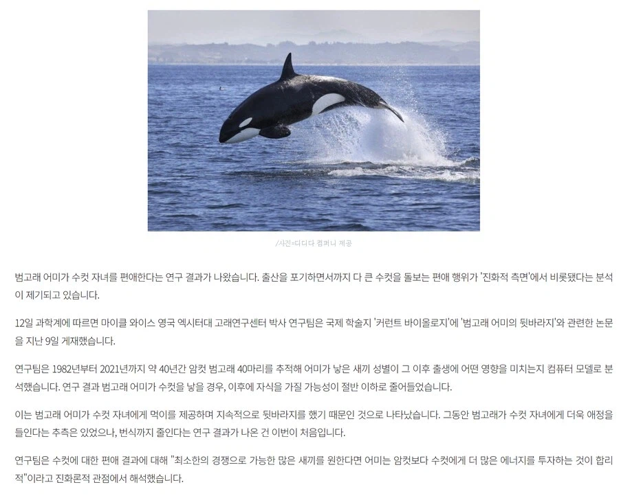 남아선호사상이 강한 범고래_1.webp