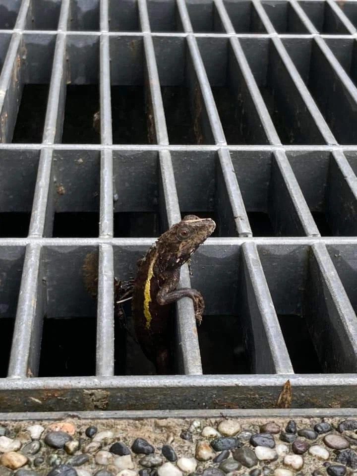 던전밥 작가가 그린