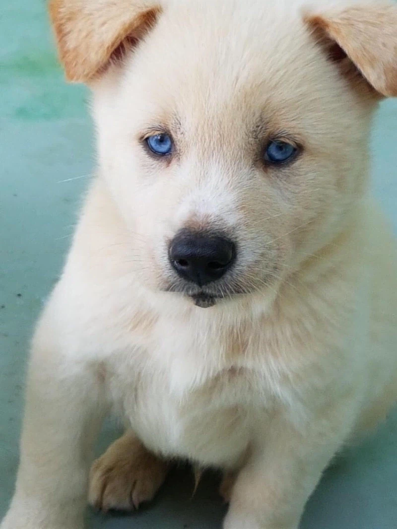 개를 모르는 사람이 봐도 혈통을 알 수 있는 강아지.jpg_1.webp