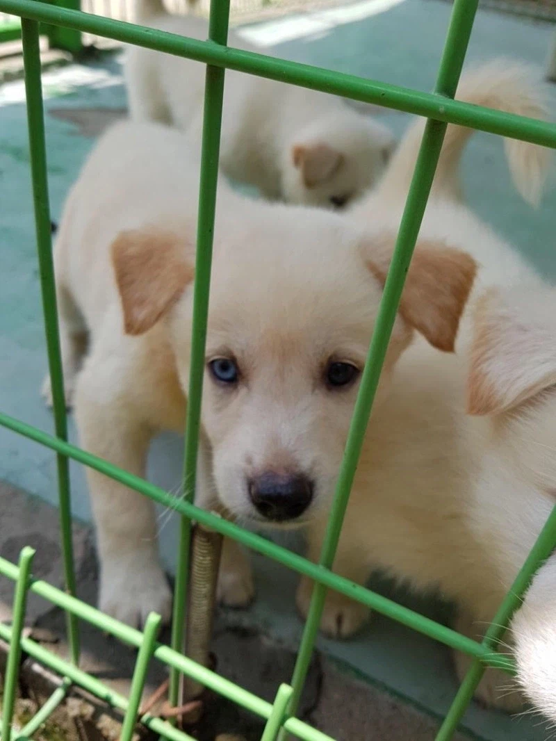 개를 모르는 사람이 봐도 혈통을 알 수 있는 강아지.jpg_2.webp