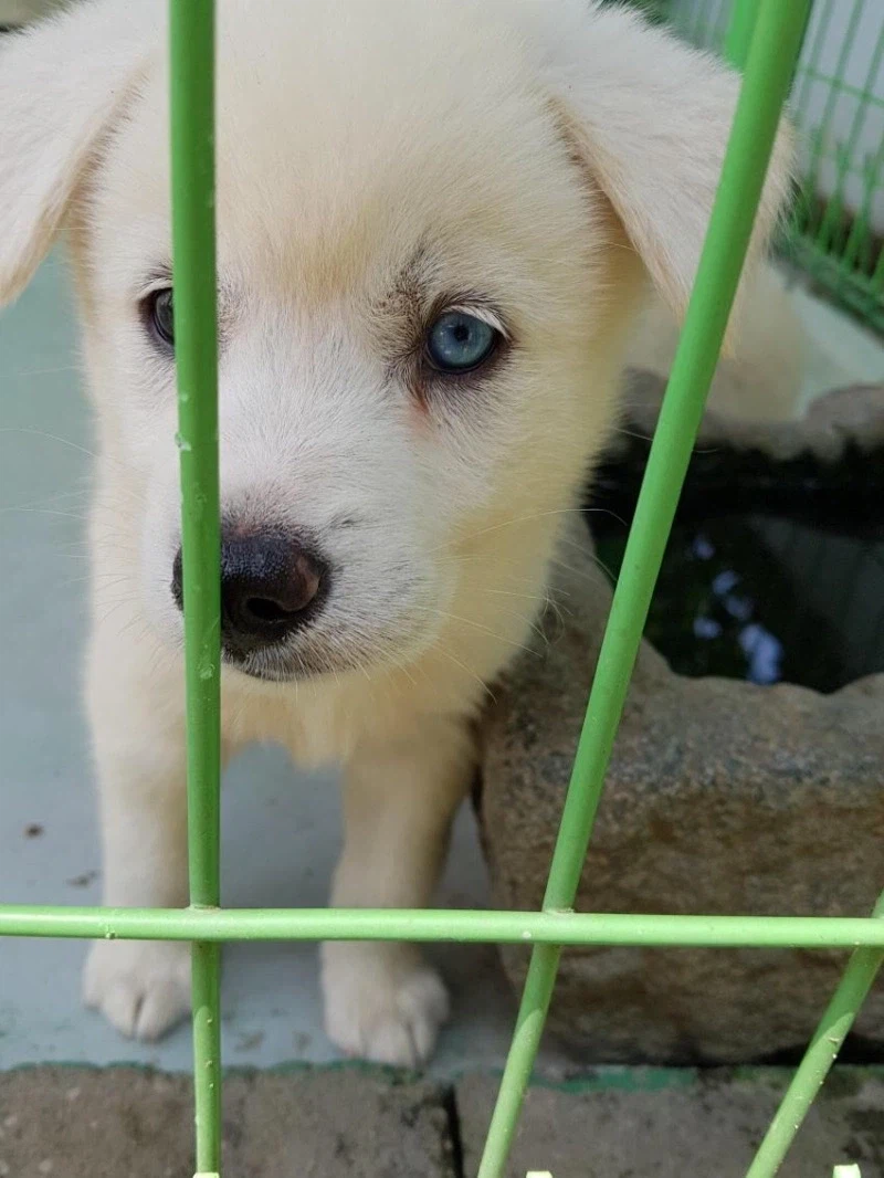 개를 모르는 사람이 봐도 혈통을 알 수 있는 강아지.jpg_3.webp