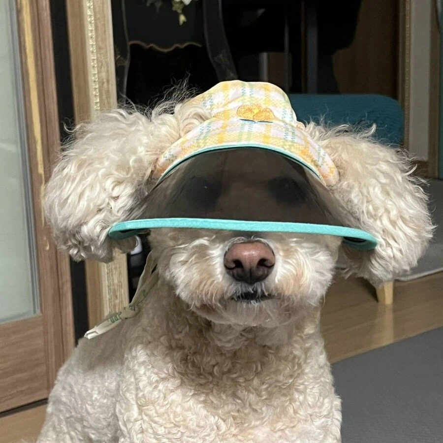 다이소 강아지 선캡 후기.jpg_1.webp