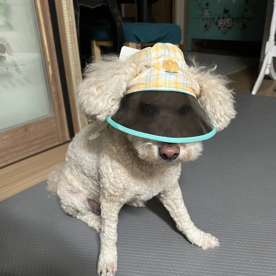 다이소 강아지 선캡 후기.jpg_2.webp