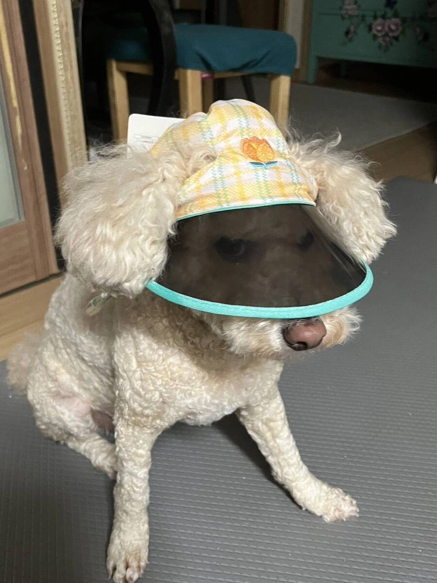 다이소 강아지 선캡 후기.jpg_3.webp