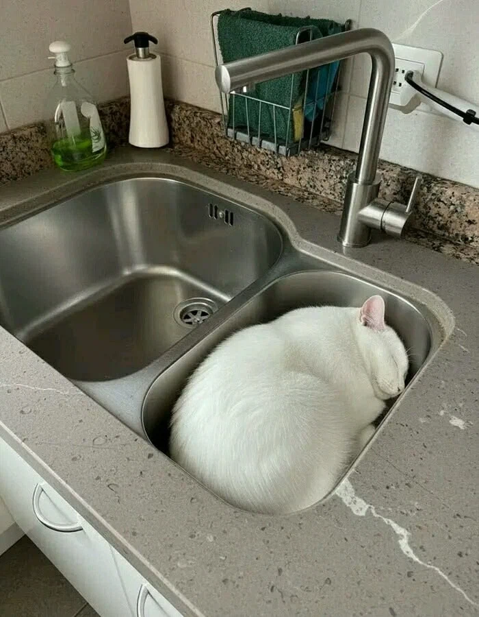 아잇 싯팔! 세제 거품 존나 많이 나네!_1.webp