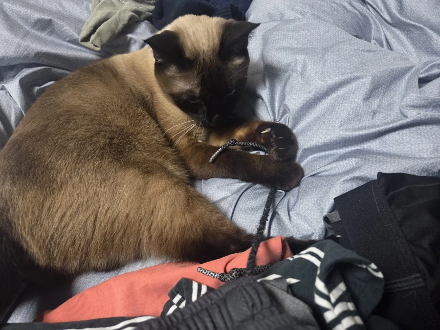 우리집 샴고양이 좀 보세요!!!_1.webp