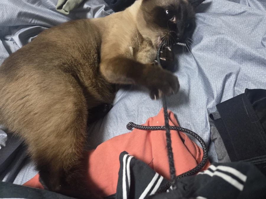 우리집 샴고양이 좀 보세요!!!_2.webp