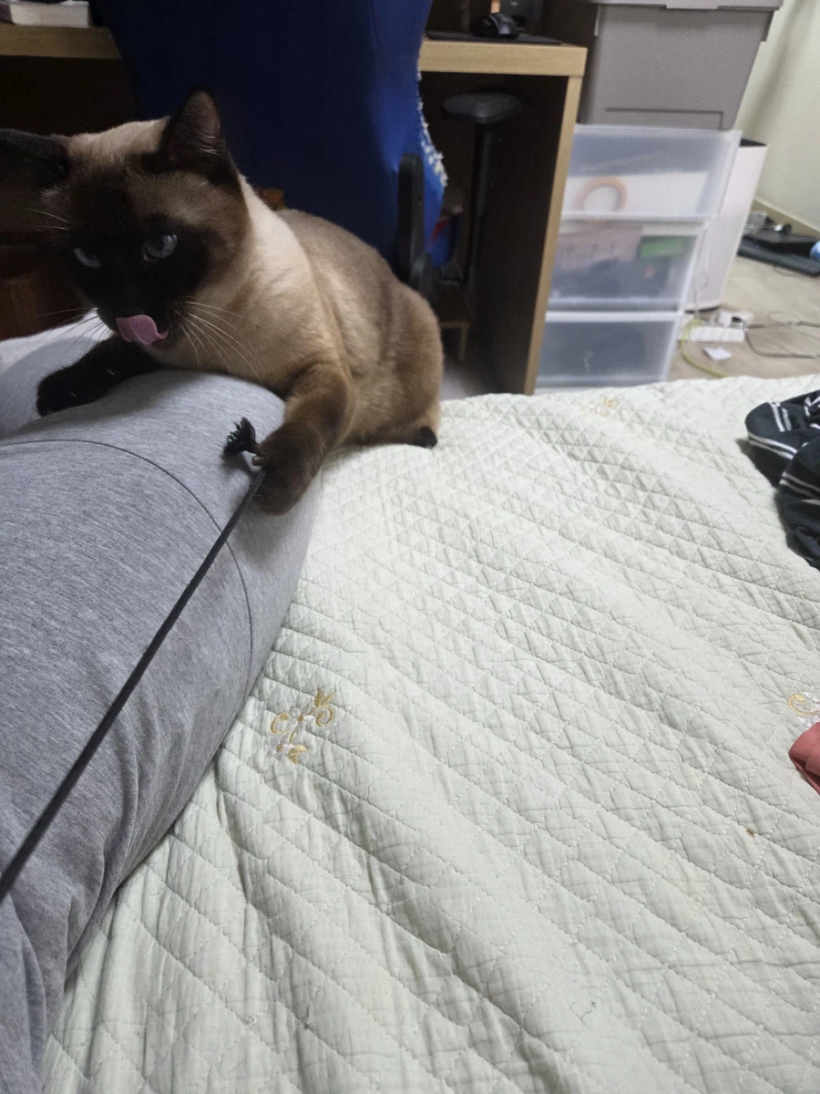 우리집 샴고양이 좀 보세요!!!_3.webp