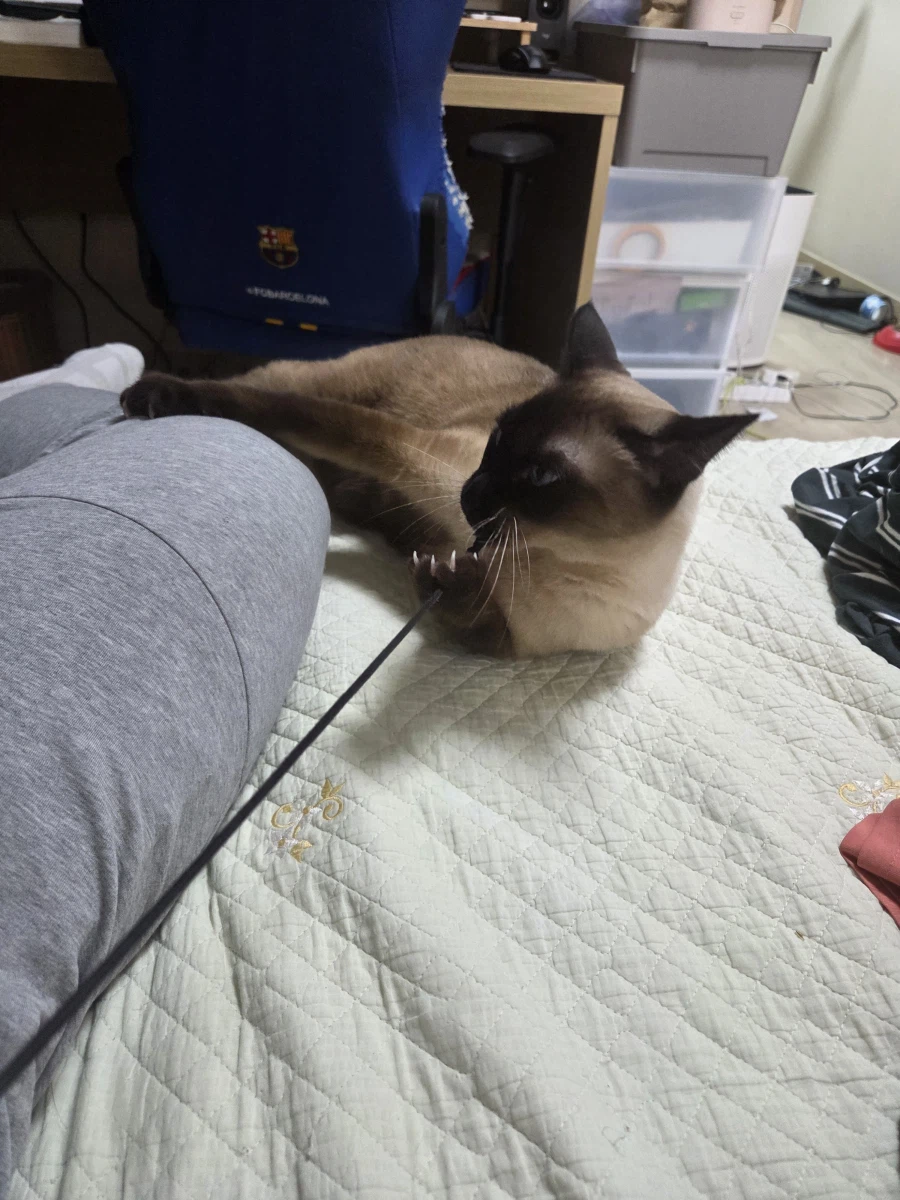 우리집 샴고양이 좀 보세요!!!_4.webp