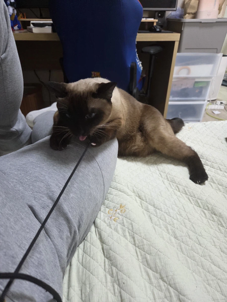 우리집 샴고양이 좀 보세요!!!_7.webp