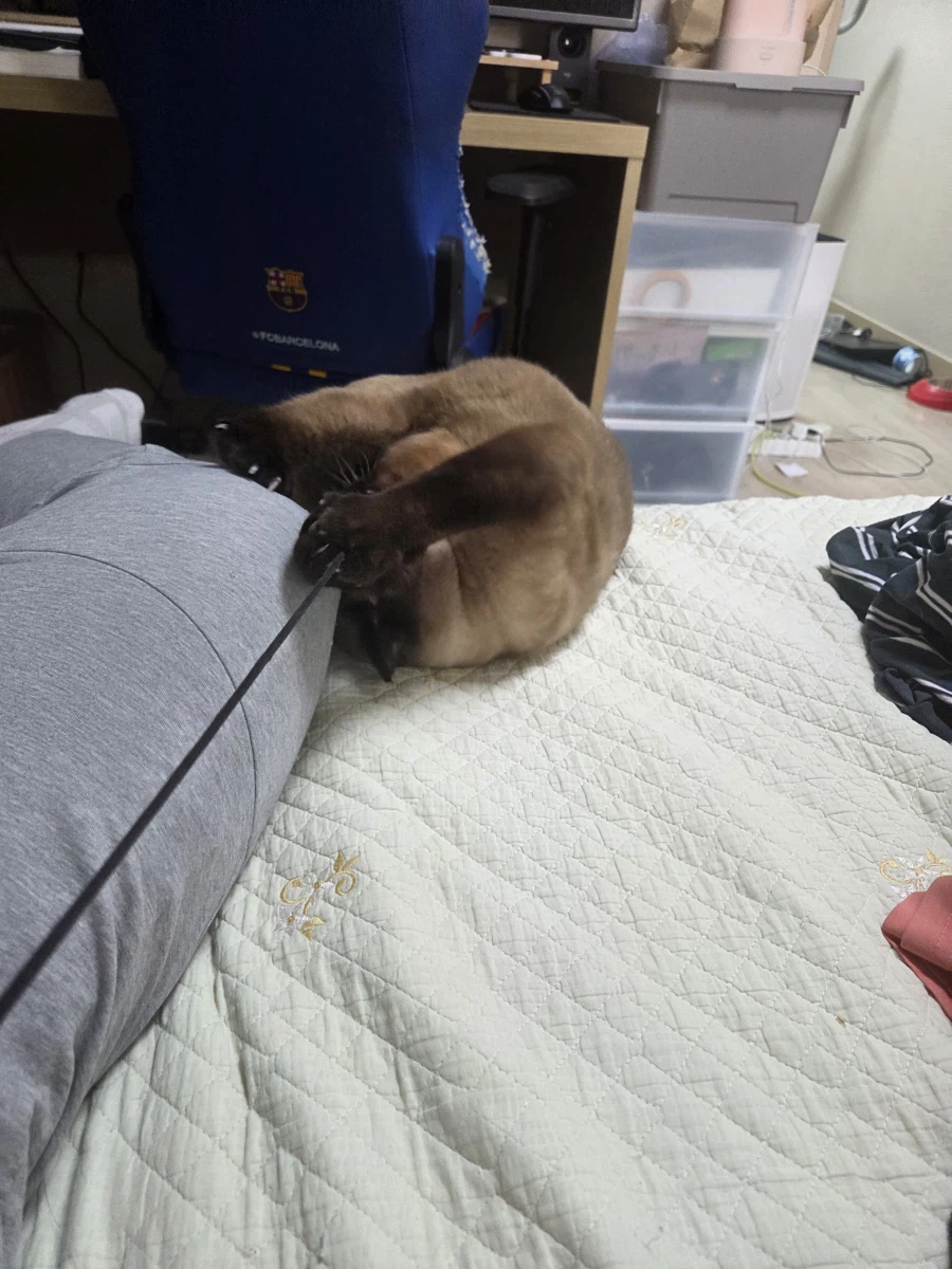 우리집 샴고양이 좀 보세요!!!_5.webp