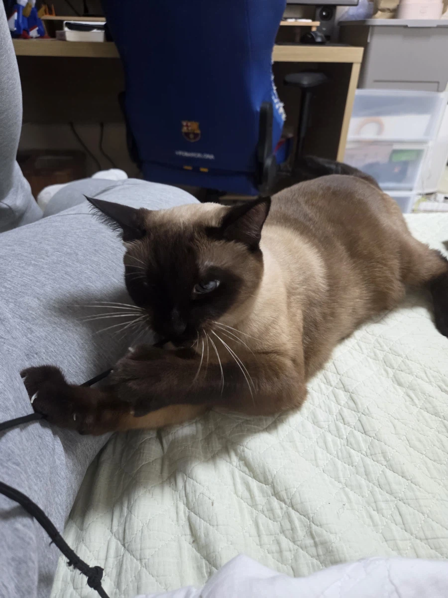 우리집 샴고양이 좀 보세요!!!_13.webp