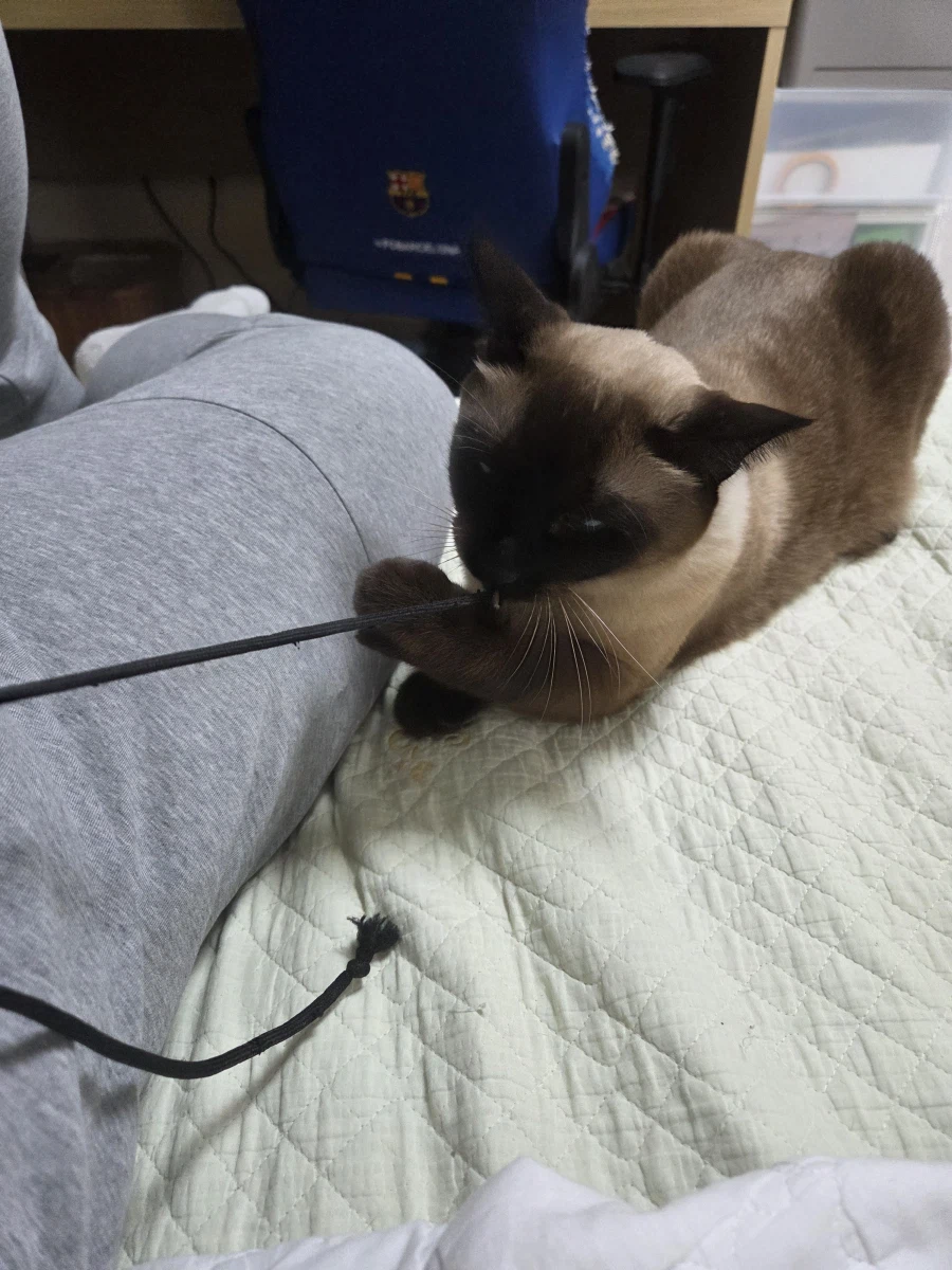 우리집 샴고양이 좀 보세요!!!_9.webp