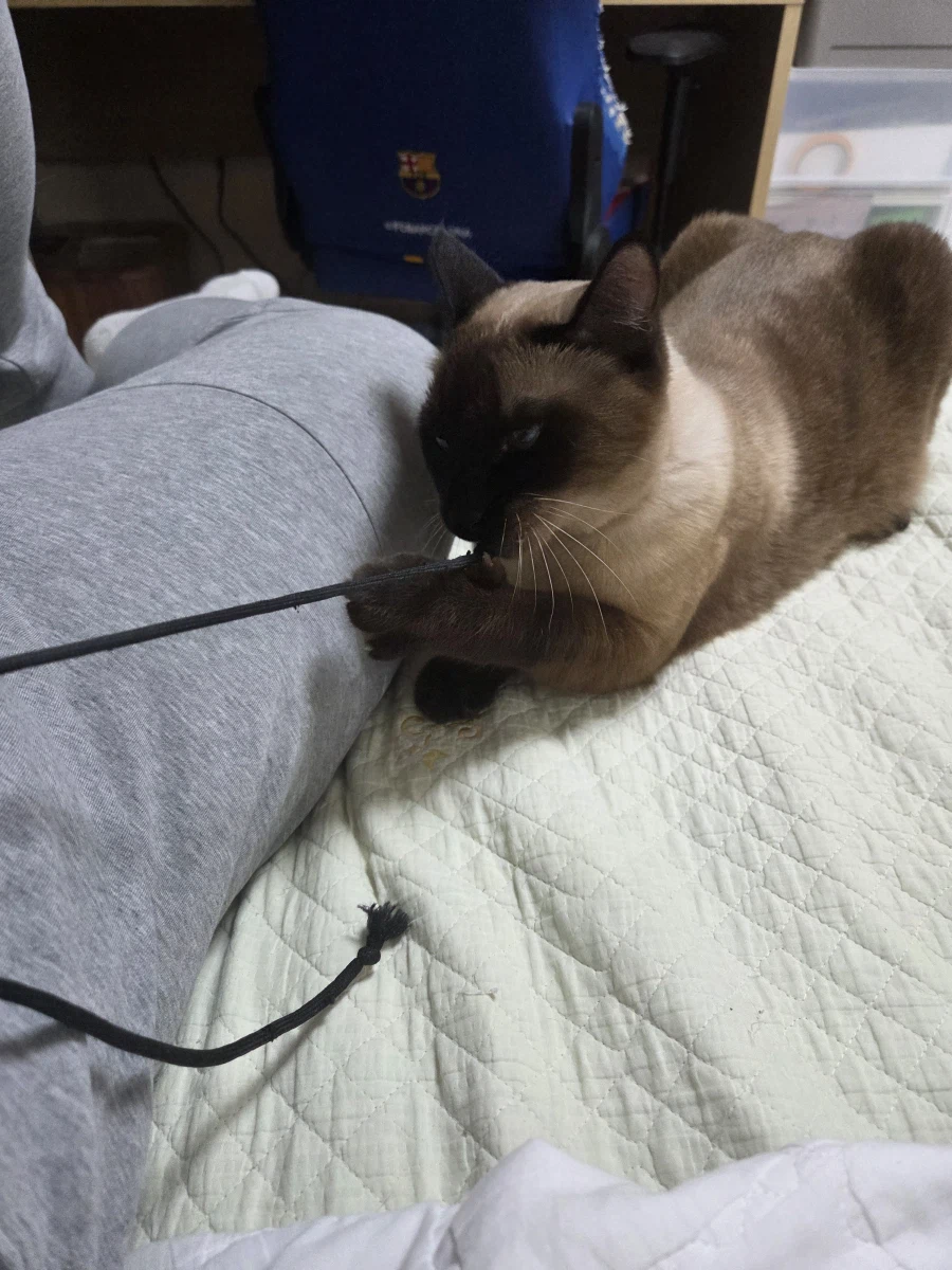 우리집 샴고양이 좀 보세요!!!_8.webp