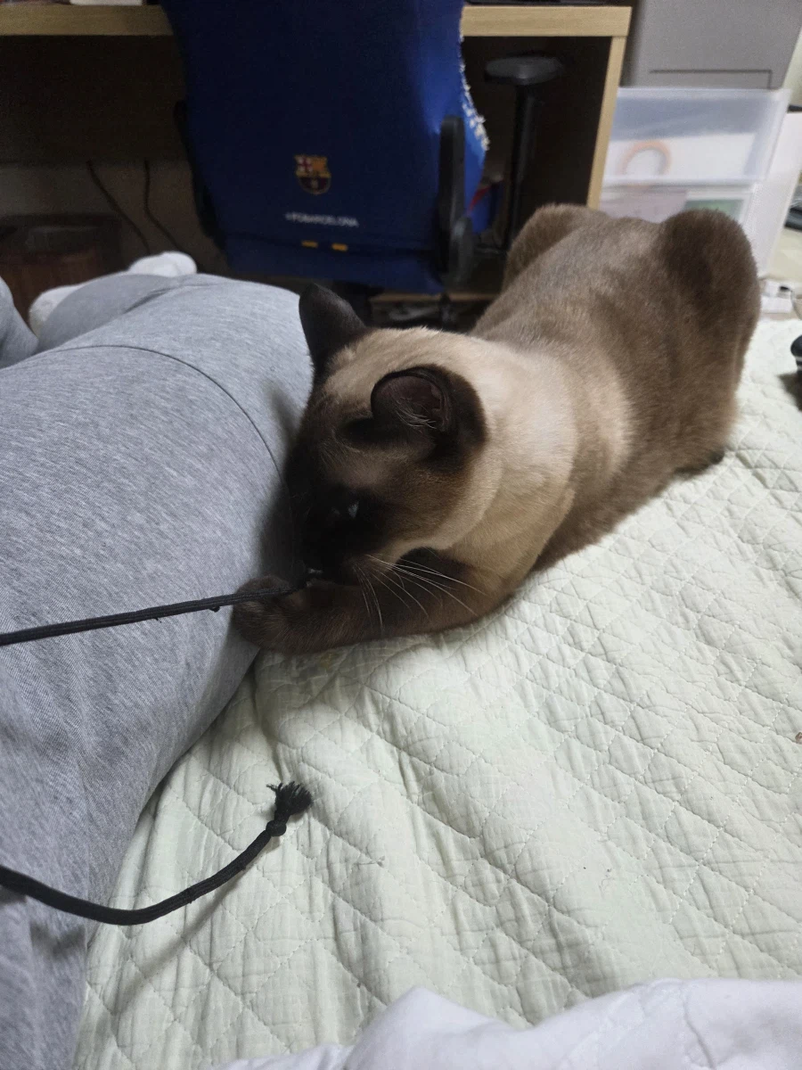 우리집 샴고양이 좀 보세요!!!_10.webp