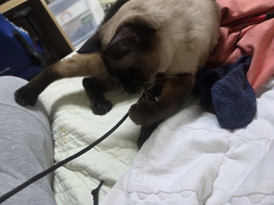 우리집 샴고양이 좀 보세요!!!_15.webp