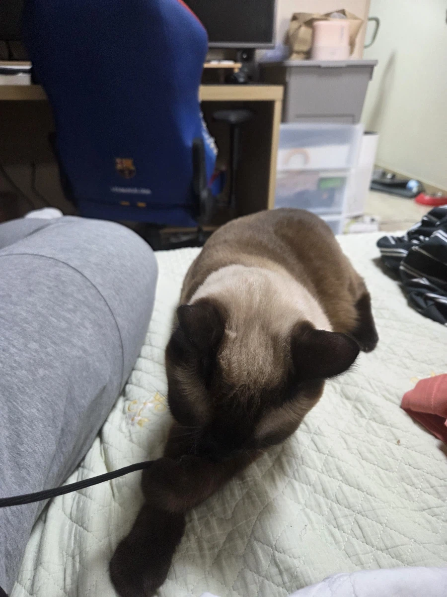 우리집 샴고양이 좀 보세요!!!_14.webp