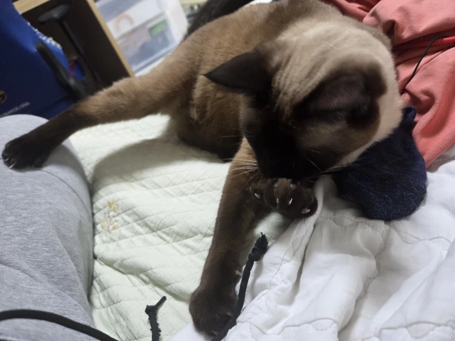 우리집 샴고양이 좀 보세요!!!_18.webp