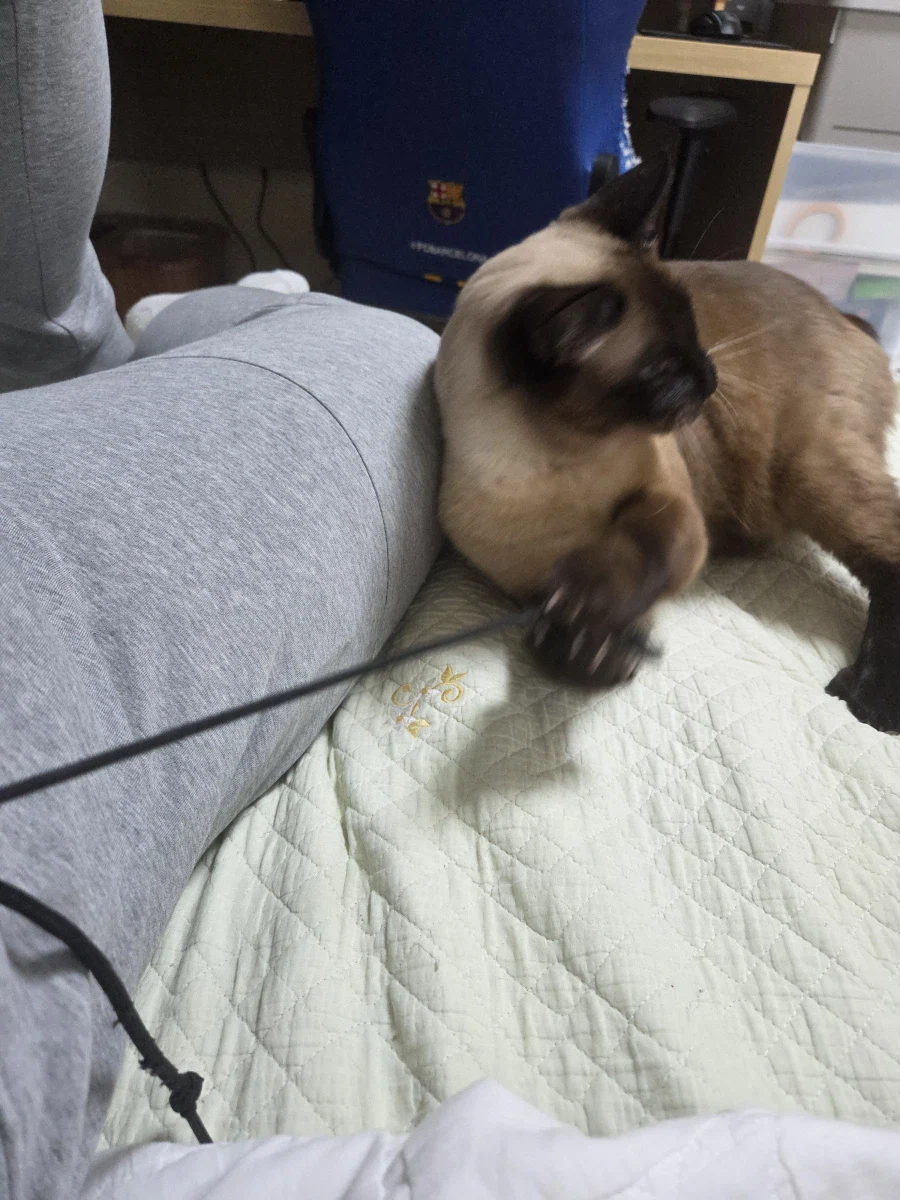 우리집 샴고양이 좀 보세요!!!_12.webp