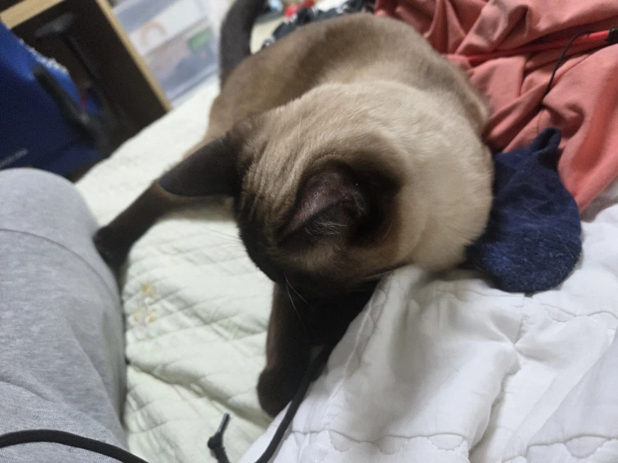 우리집 샴고양이 좀 보세요!!!_16.webp