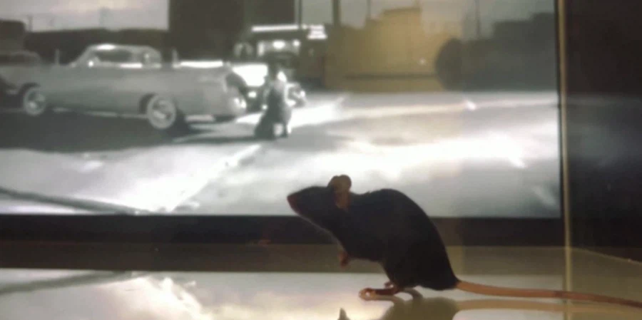 ai) 쥐 뇌 읽어서 영상 재생 성공_1.webp