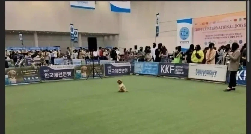 전국 기다려 대회 우승한 강아지_1.webp