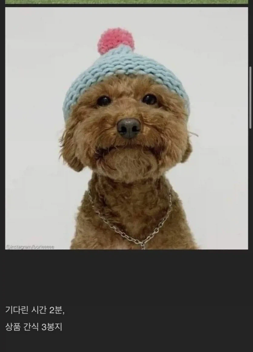 전국 기다려 대회 우승한 강아지_2.webp