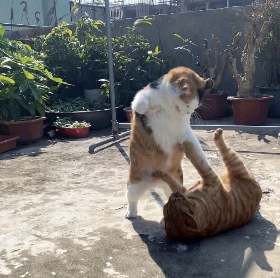 K냥들의 생활.jpg_1.webp