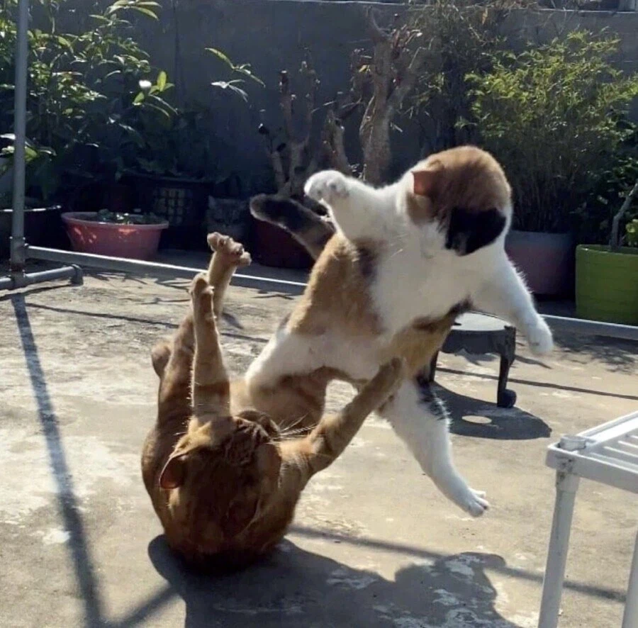 K냥들의 생활.jpg_2.webp