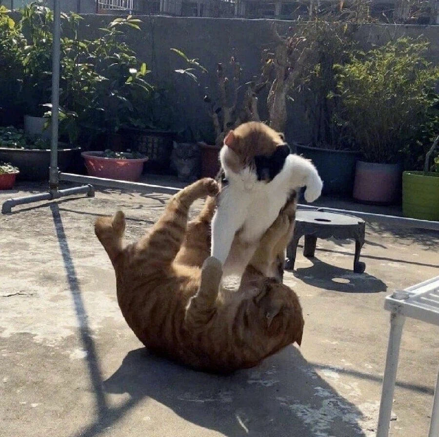 K냥들의 생활.jpg_3.webp