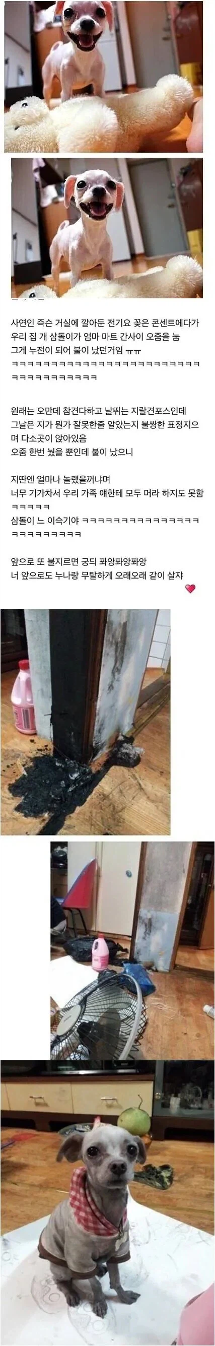 강아지가 집에 불내도 혼낼 수 없는 이유.jpg_1.webp
