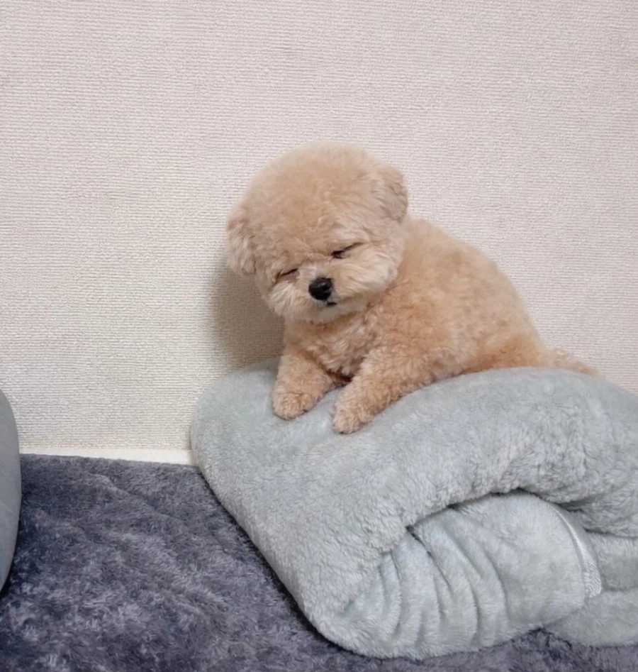 자는게 너무 귀여운 복실복실 강아지.jpg_1.webp