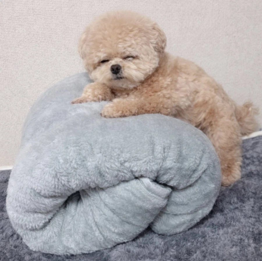 자는게 너무 귀여운 복실복실 강아지.jpg_2.webp