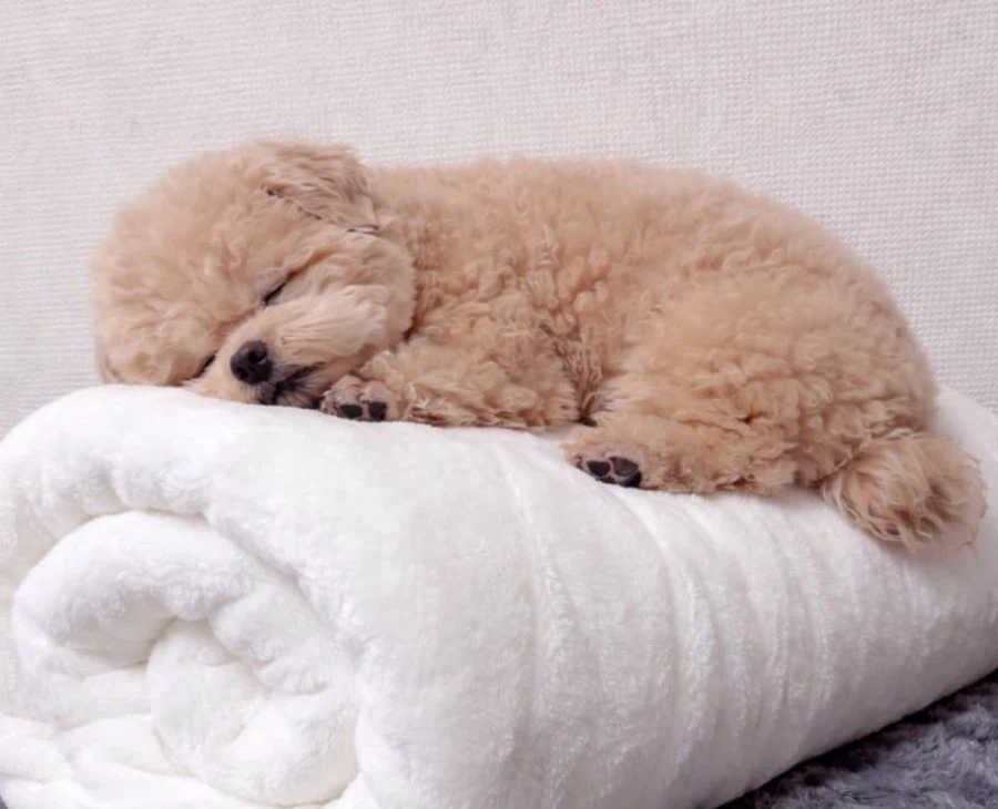 자는게 너무 귀여운 복실복실 강아지.jpg_3.webp