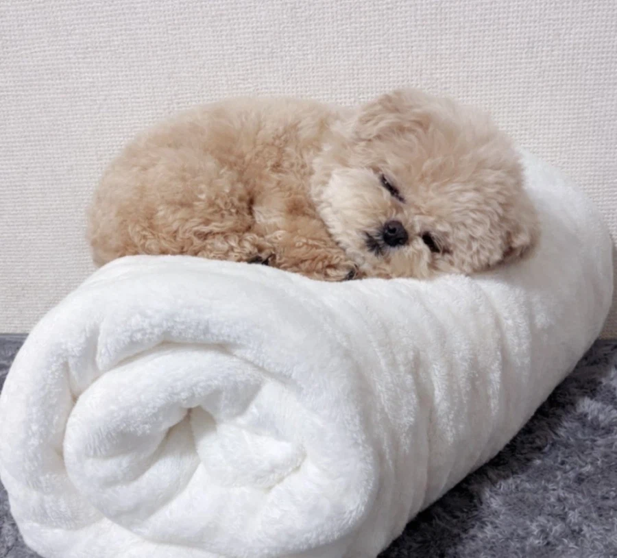 자는게 너무 귀여운 복실복실 강아지.jpg_4.webp