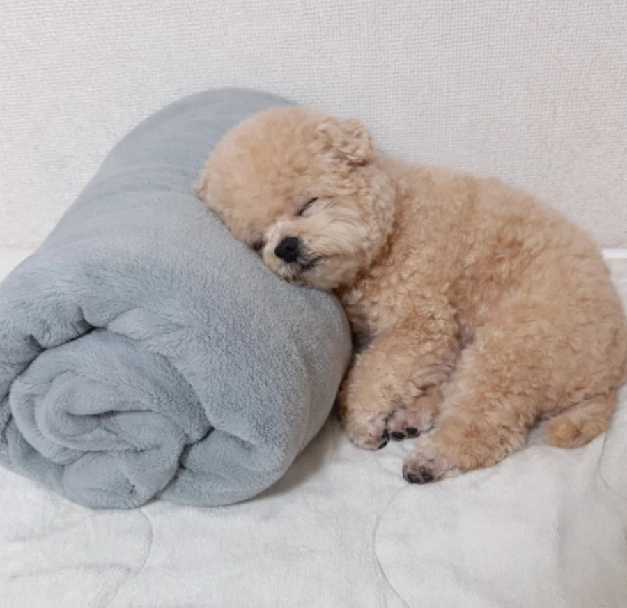 자는게 너무 귀여운 복실복실 강아지.jpg_5.webp