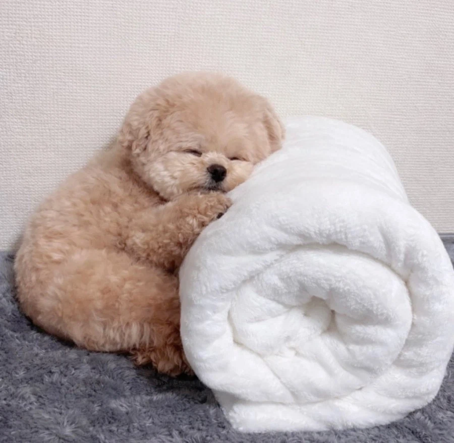 자는게 너무 귀여운 복실복실 강아지.jpg_6.webp