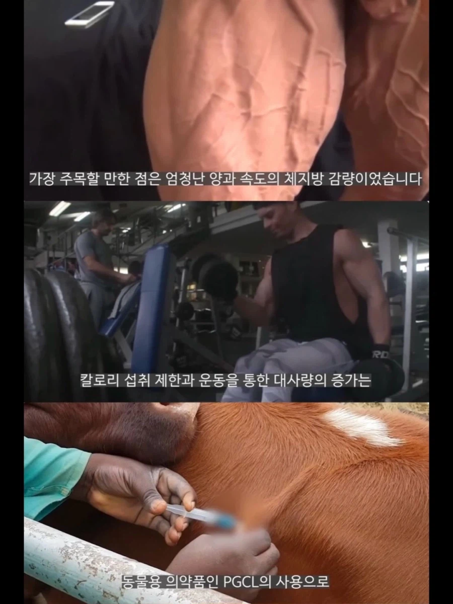 서양 보디빌더들이 가축용 약물까지 손대는 이유.jpg_2.webp