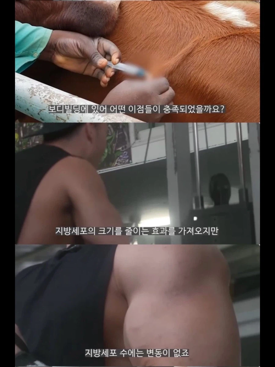 서양 보디빌더들이 가축용 약물까지 손대는 이유.jpg_3.webp