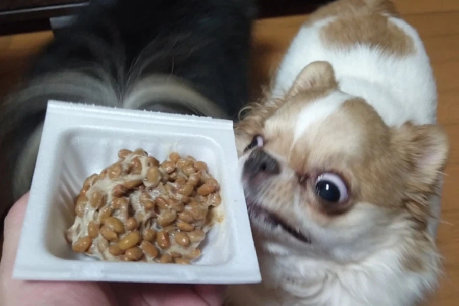 낫토를 본 강아지의 반응.jpg_1.webp