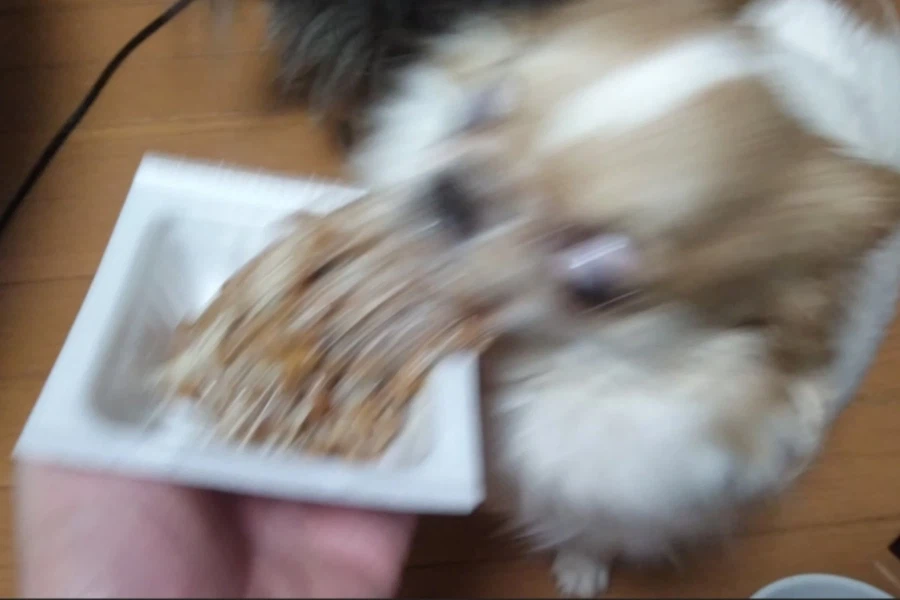 낫토를 본 강아지의 반응.jpg_2.webp