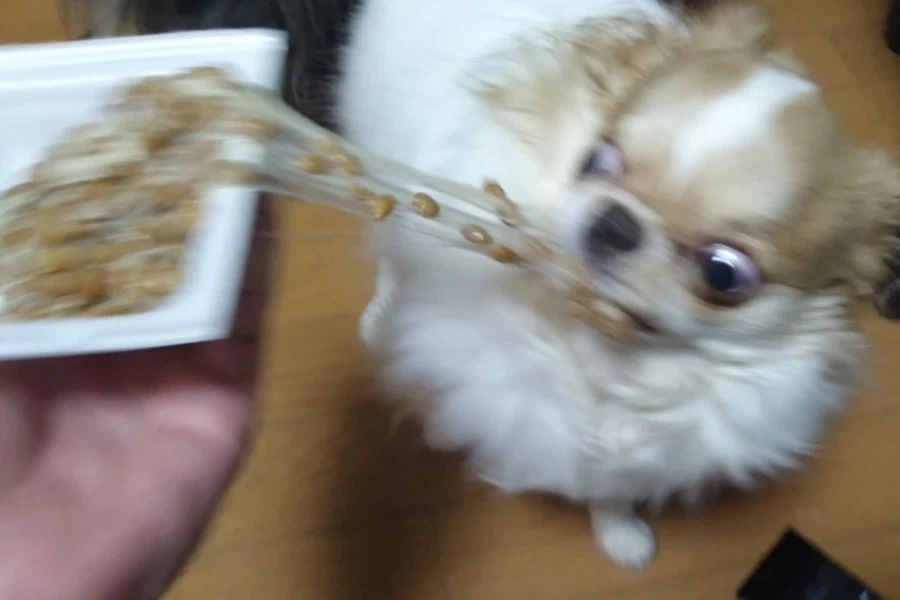 낫토를 본 강아지의 반응.jpg_4.webp