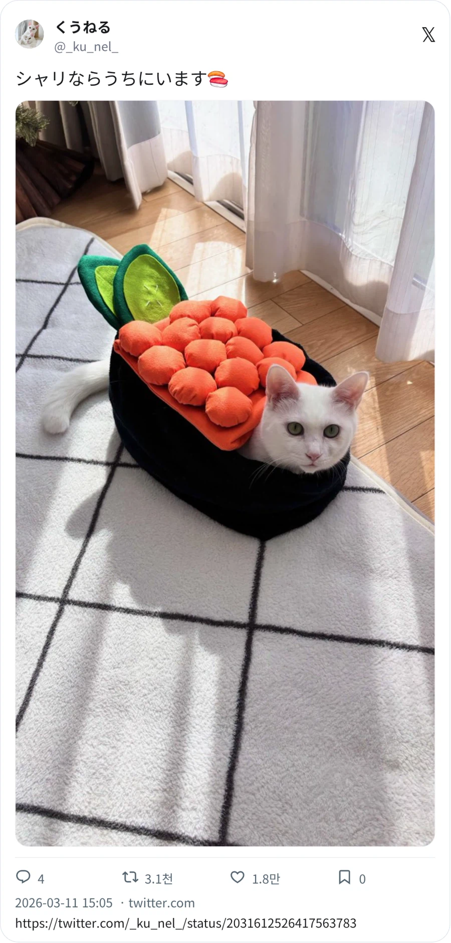 고양이 초밥_2.webp