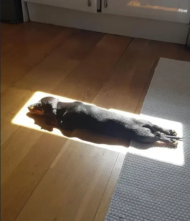 햇빛이 좋은 댕댕이_1.webp